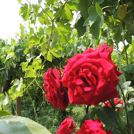 Bed & Breakfast Monteleone Sant'Ambrogio di Valpolicella