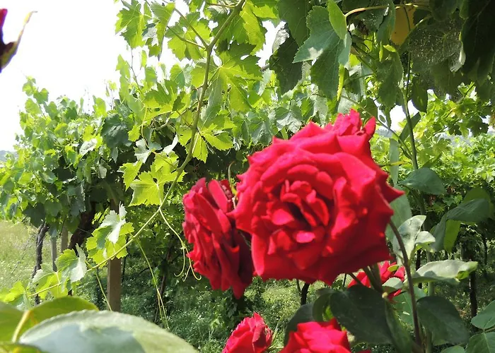 Bed & Breakfast Monteleone SantʼAmbrogio di Valpolicella